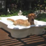 Bone Shaped Dog Pool