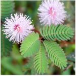 Sensitive Plant